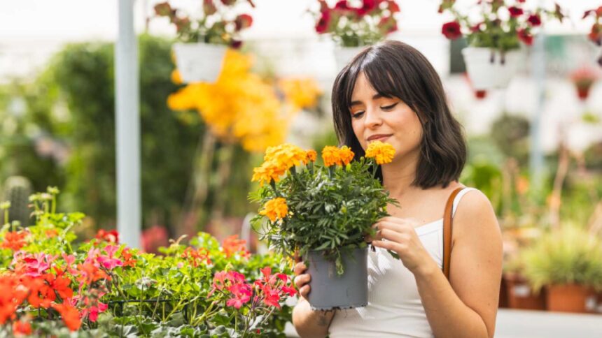 National Dengue Day 2025: 9 plants that repel mosquitoes